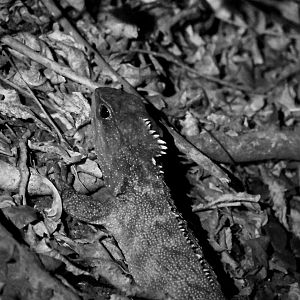 Tuatara