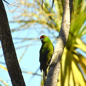 Red-crowned kakariki
