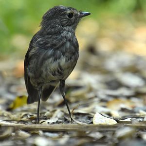North Island robin