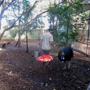 Cassowary enclosure