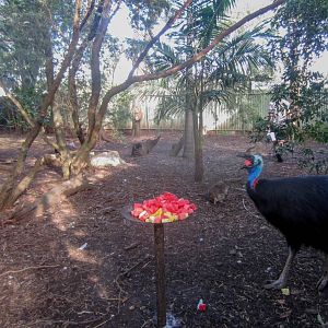 Cassowary enclosure
