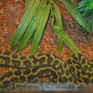 Jungle Carpet Python