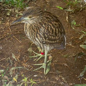 juvenile Nankeen Night heron