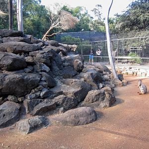 Yellow-footed Rock Wallaby enclosure
