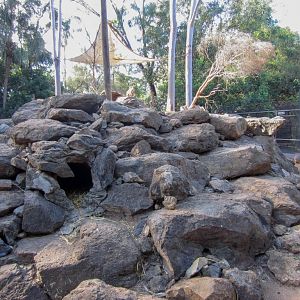 Yellow-footed Rock Wallaby enclosure