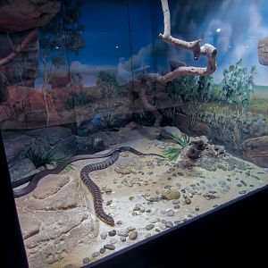 Tiger Snake exhibit