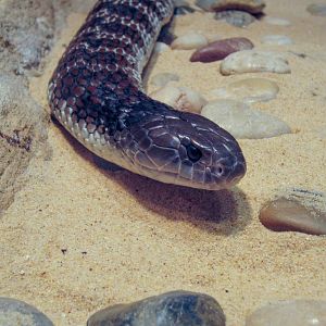 Tiger Snake