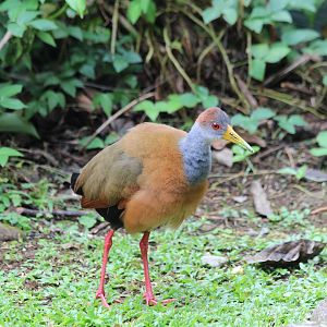 Grey-necked Wood Rail - Mar 2019