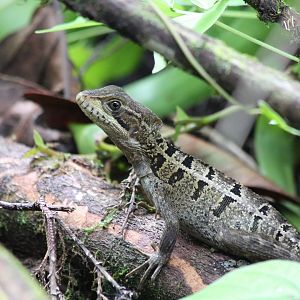 Young Brown Basilisk - Mar 2019
