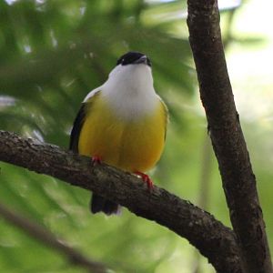White-collared Manakin - Mar 2019