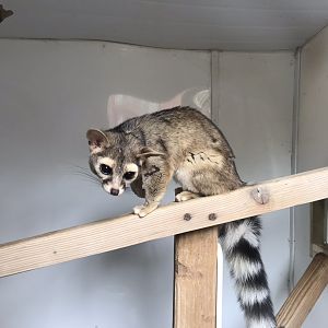 Ringtail 280419