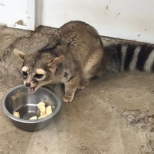 Ringtail 280419