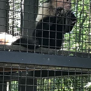 White-throated capuchin