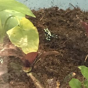 Green and black poison dart frog
