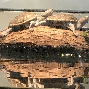 Ornate diamondback terrapins