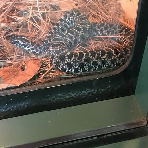 Dusky pygmy rattlesnake