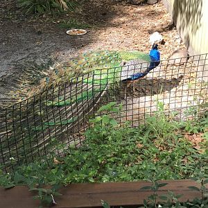 Indian peafowl and gopher tortoises