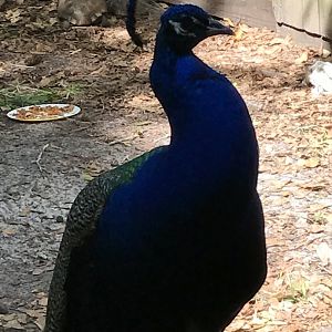 Indian peafowl