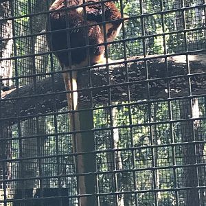 Matschie's tree kangaroo