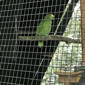 Yellow-crowned amazon