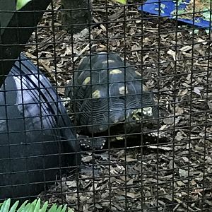 Red-footed tortoise
