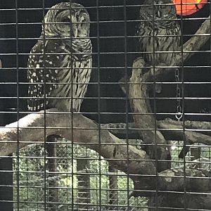 Barred owls