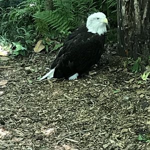Bald eagle