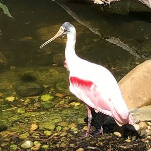 Roseate spoonbill