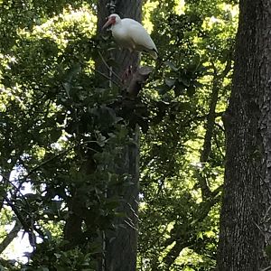 White ibis