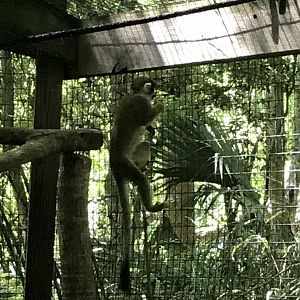 Squirrel monkey