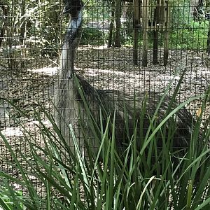 Emu