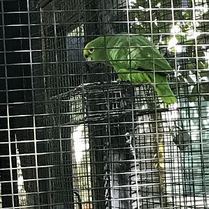 Yellow-crowned amazon