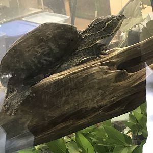 Common musk turtle