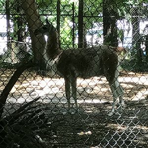 Guanaco (Squirt-male)
