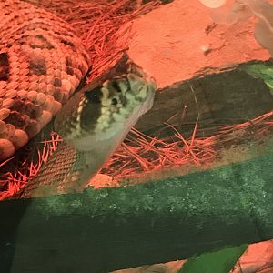 Eastern diamondback rattlesnake