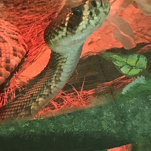 Eastern diamondback rattlesnake