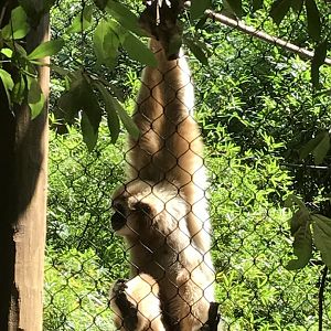 White-handed gibbon (Eddie-male)