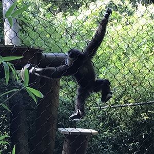 White-handed gibbon