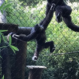 White-handed gibbons