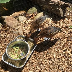 Fulvous whistling ducks