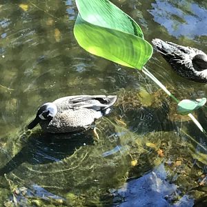 Blue-winged teals
