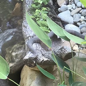 Banded water snake