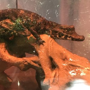 West African dwarf crocodile