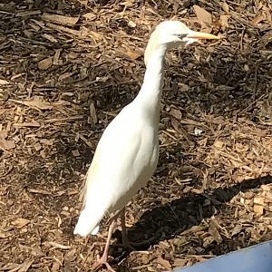 Cattle egret