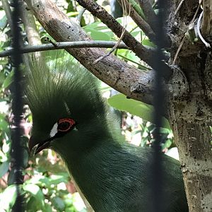 Guinea turaco