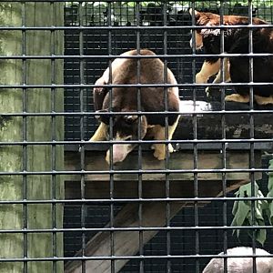 Matschie's tree kangaroos