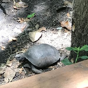 Gopher tortoise