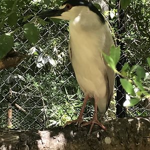 Black-crowned night heron