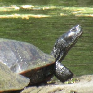 can somebody identify