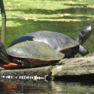 Can somebody identify